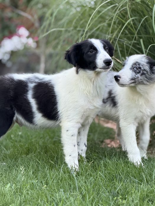 Piesek border collie czarno biały