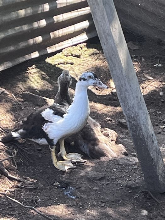 Patos machos a procura de novos donos