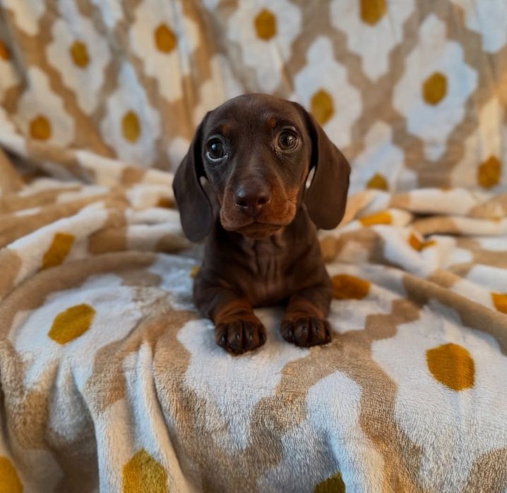 Шоколадна дівчинка