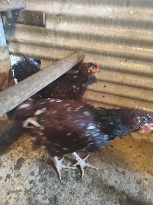 Vendo casal de Sussex triclor