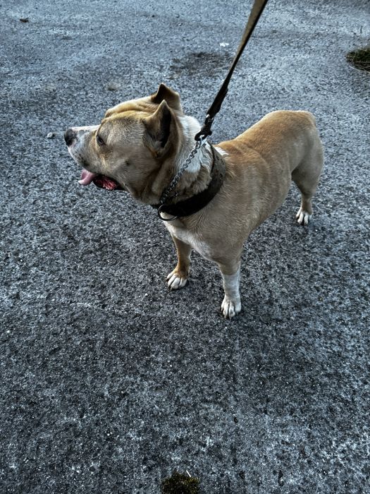 Амстафф шукає подругу безкоштовно