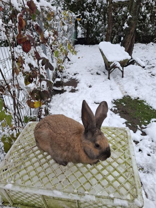 Srokacz srokacze samce