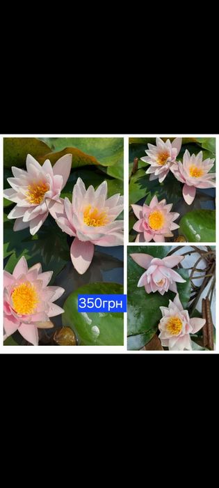 Німфеї, водяні лілії