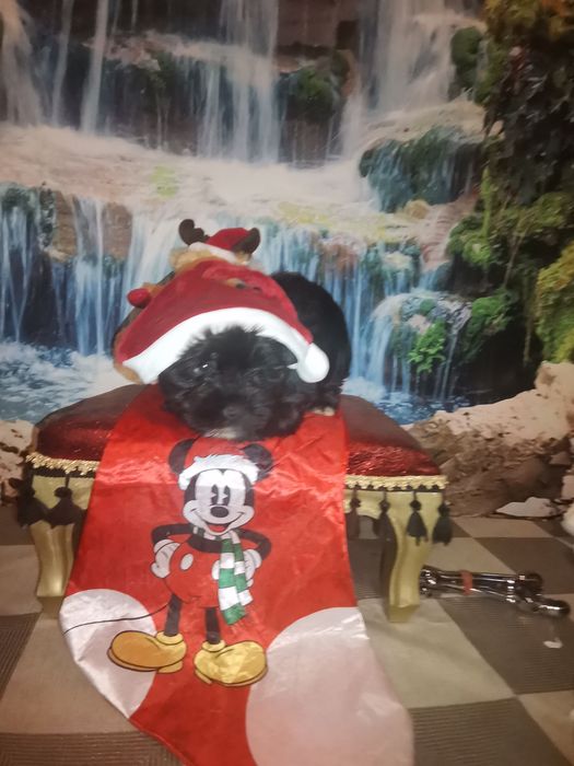 York Black czarny piesek  rodowód