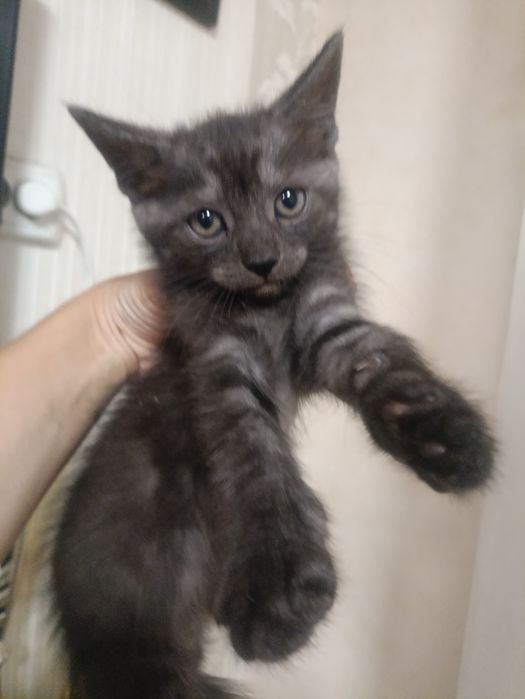 Котёнок Мейн-кун мальчик 1.5 месяца