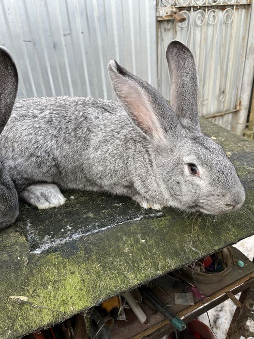 Кролики породи європейська шиншила