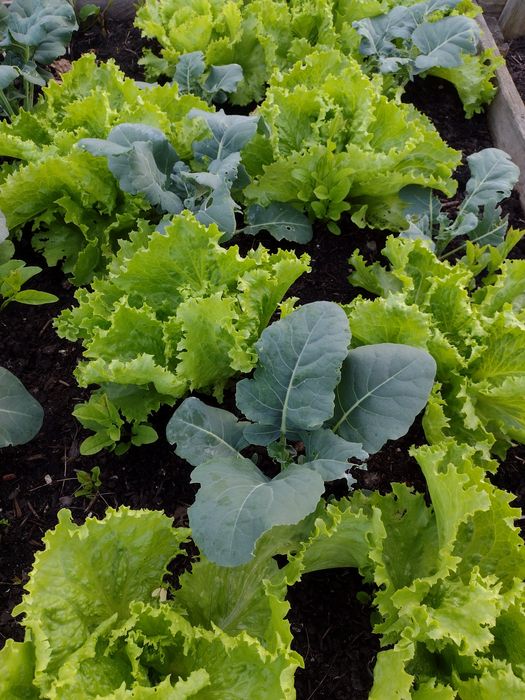 Bio kompost 100% naturalny, zielony