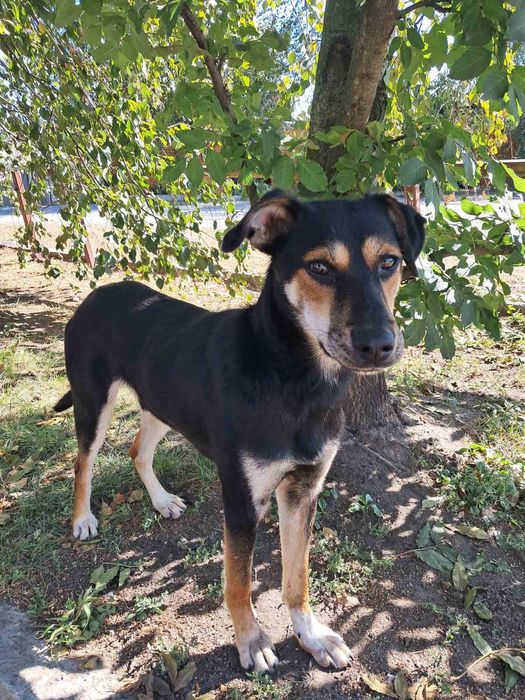 Пропала собака  Днепр.