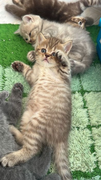 British shorthair