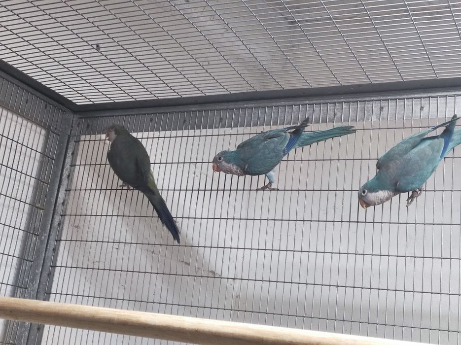 Casal disponível não congénito com toda a decomentacao