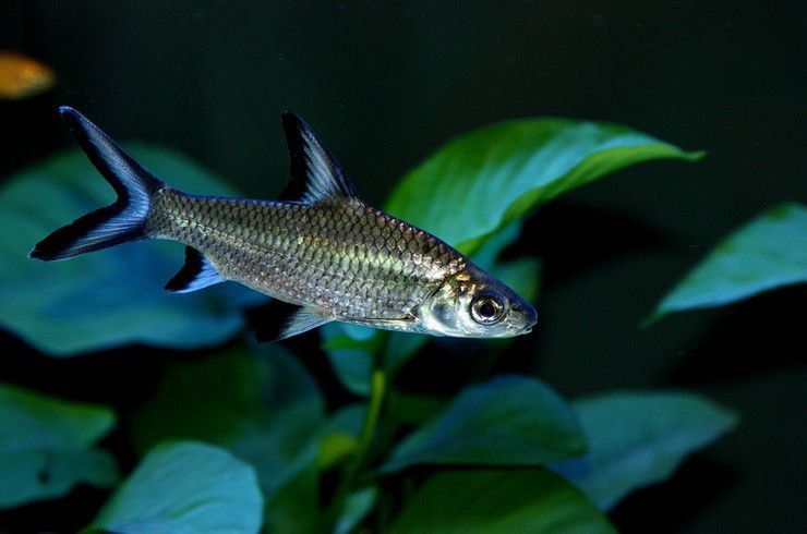 Акулій балу рибка акваріумна