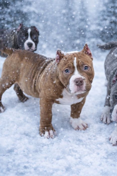 Piesek american bully