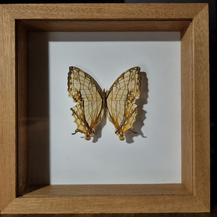 MOTYL SPREPAROWANY - Cyrestis thyodamas chinensis