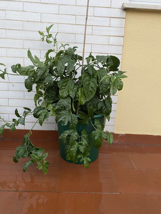 Planta Maracujá Roco