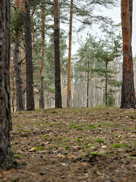 Ділянка під будівництво Ірпінь, лісовий масив
