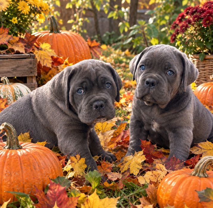 Елітні щеночки-Cane corso