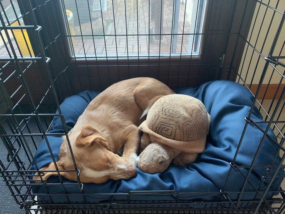 Klatka dla psa kota transporter składana NOWA do samochodu podróży