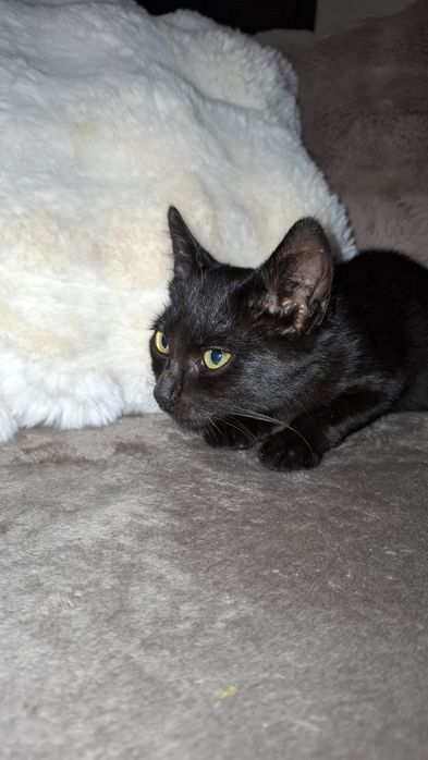 Gatinhos bebes para adopção