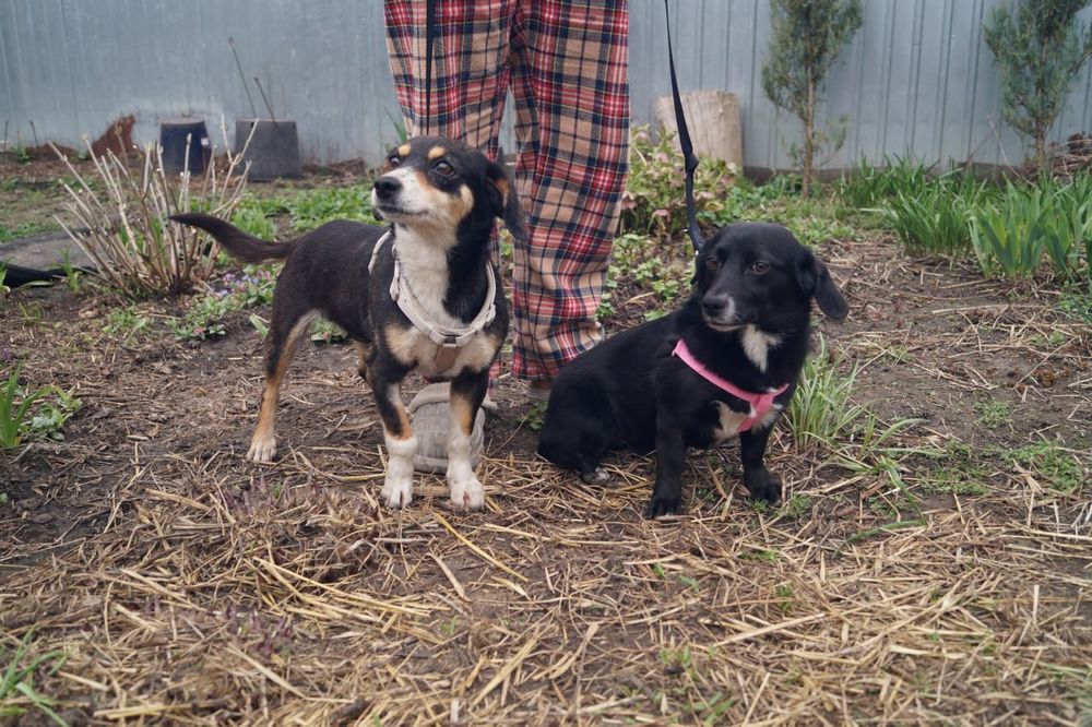 Метиси такс , молоді, стерилізовані