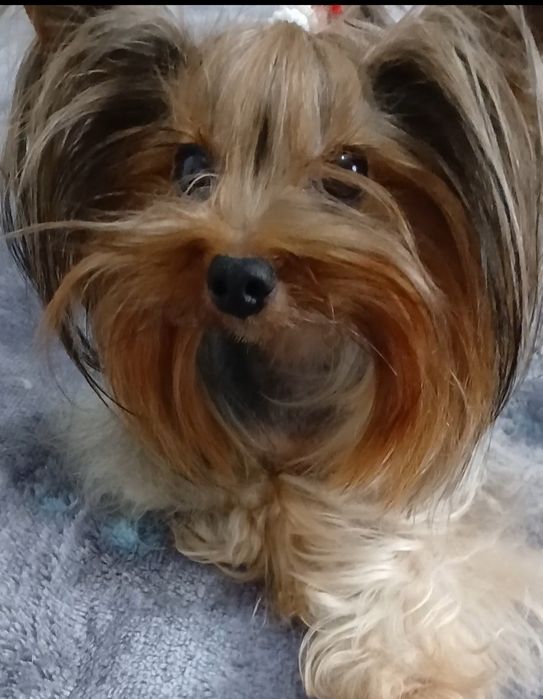 Yorkshire terrier fêmea
