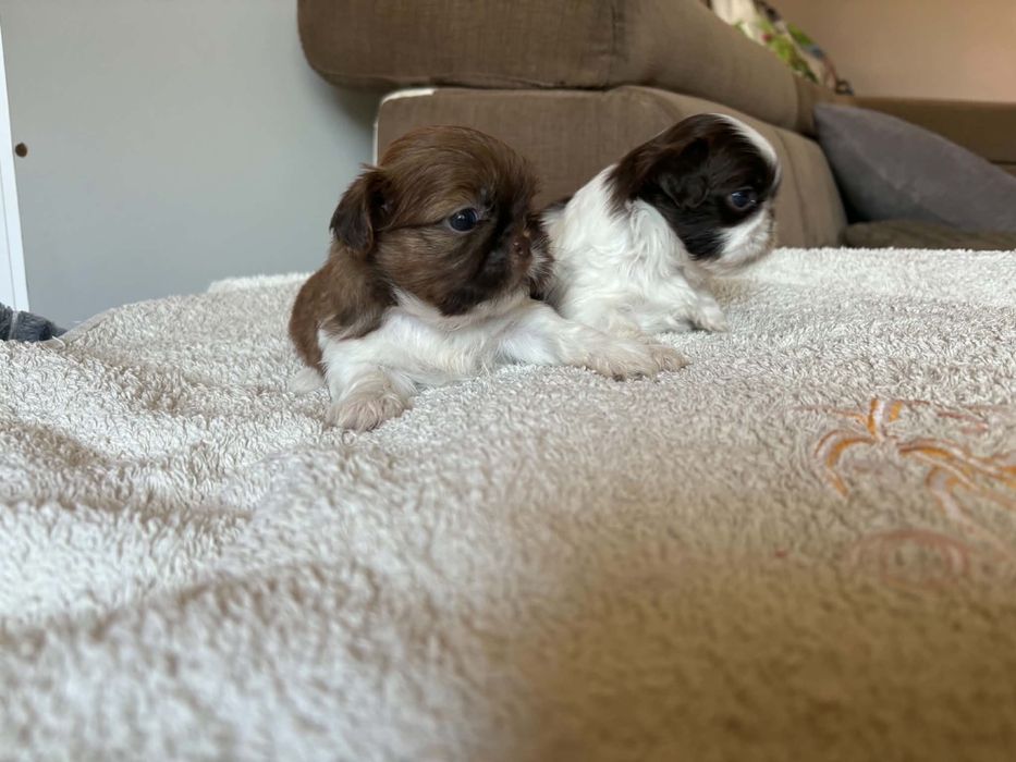 Shih tzu.