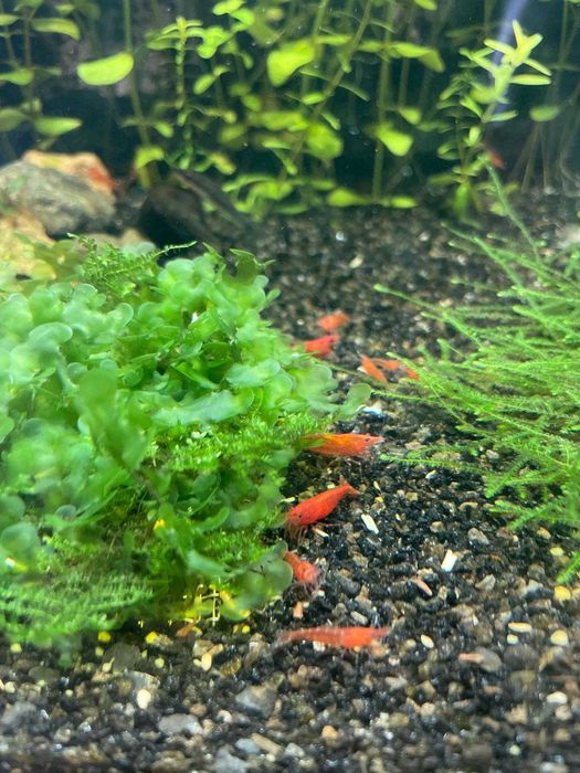 Camarões Neocaridina Red Fire