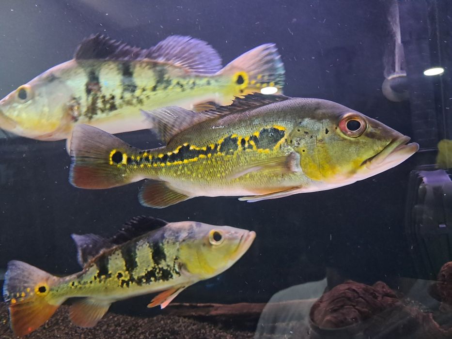 Cichlas monoculus e ocellaris