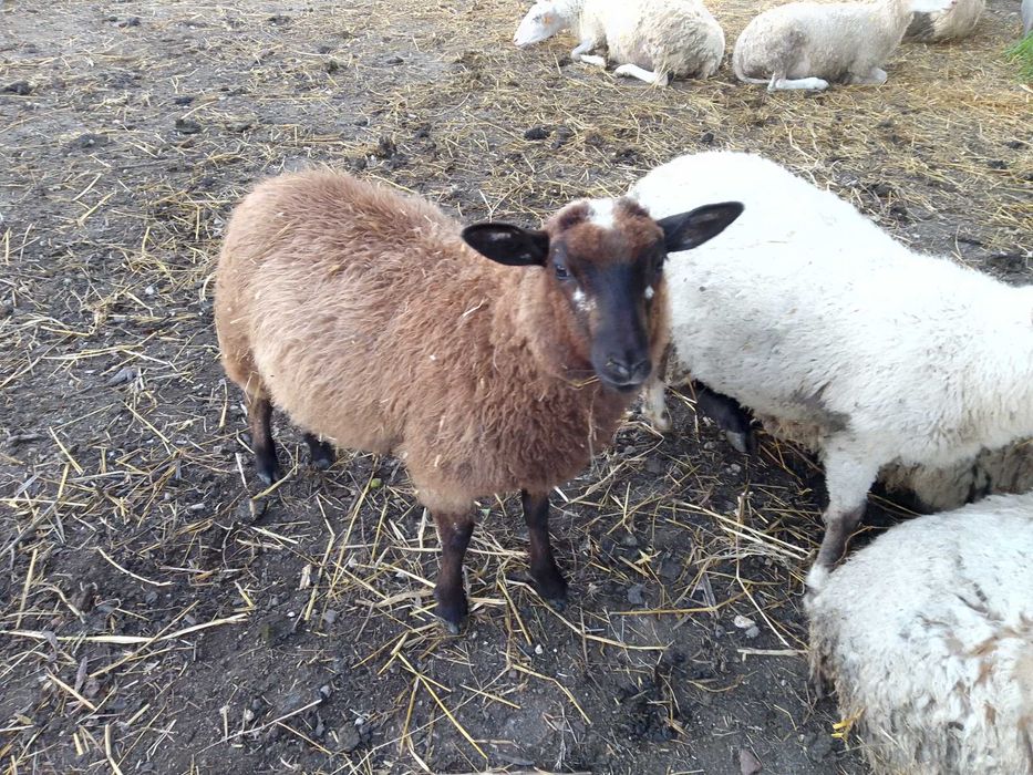 Borregos Inra 401 machos e fêmeas