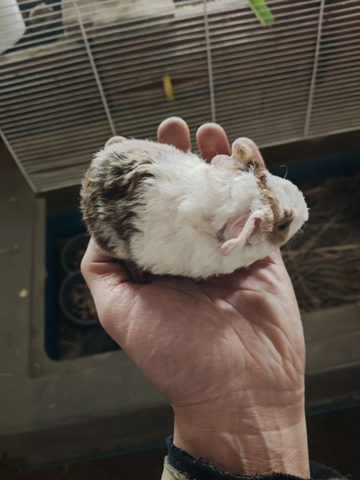 Морские свинки. Американский тетди