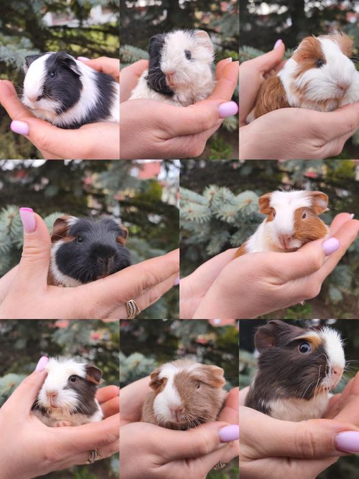 Świnki morskie z rodowodem, rasowe samce i samice, długowłose, krótko