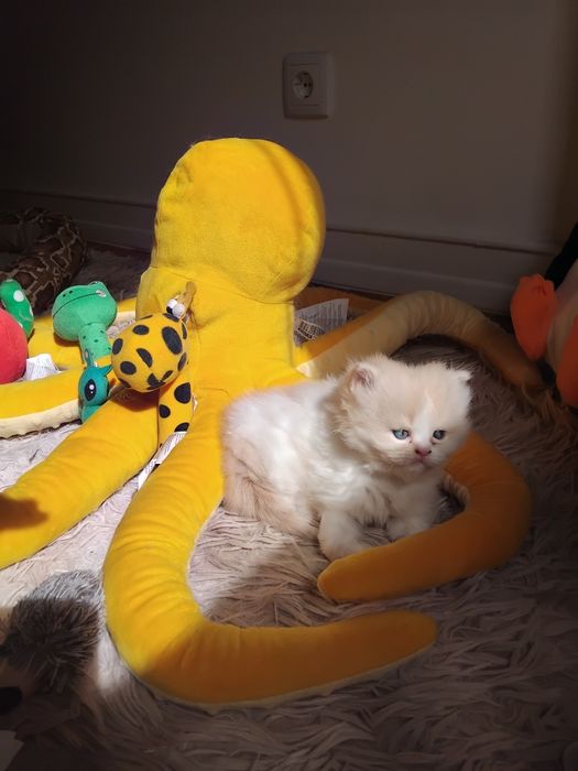 Gato bege com branco
