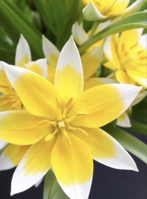 Тюльпан батанічний