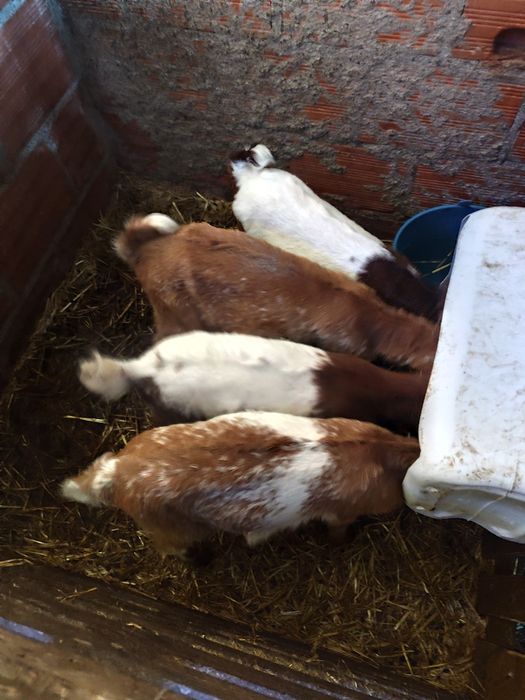 Disponíveis 7 cabritos