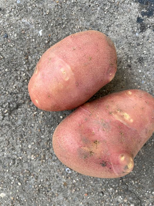Vendo batata caseira