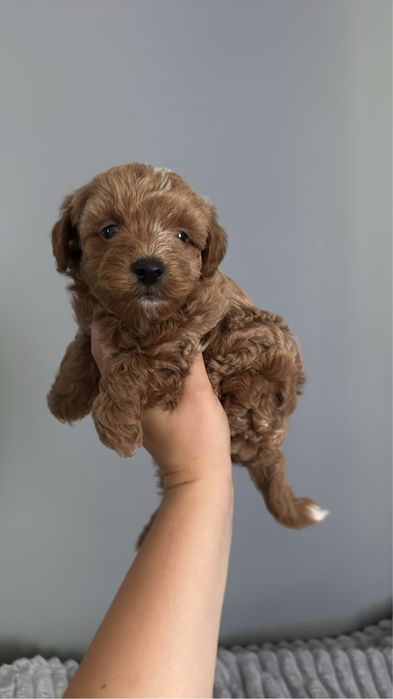 Maltipoo sliczny samiec juz do odbioru