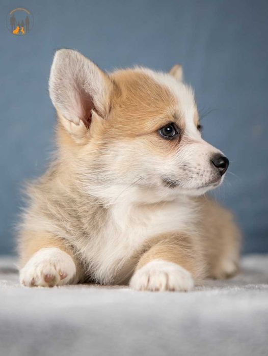 Welsh Corgi Pembroke   piękne po Championie