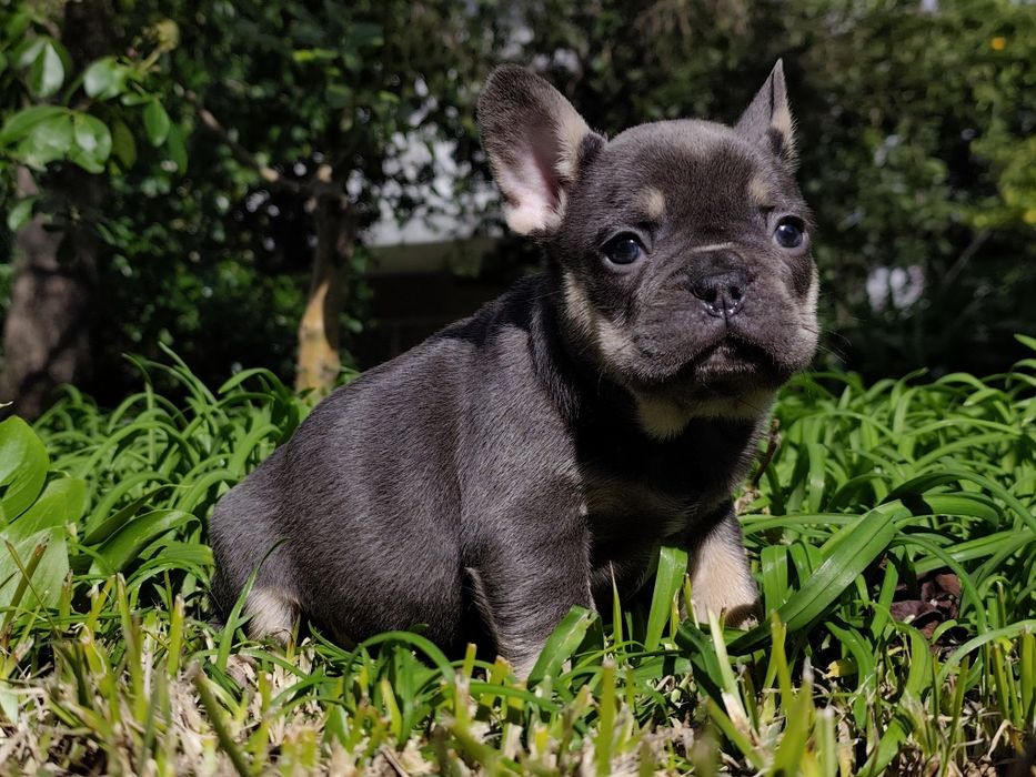 bulldog francês femea