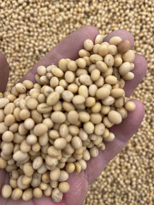 Продам соя насінева