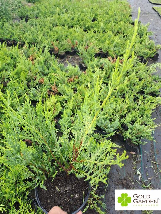 Cedros Leyland a bom preço! Jardim / Exterior / Sebe / Vedação