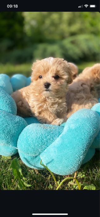 Міні щенятка мальтипу