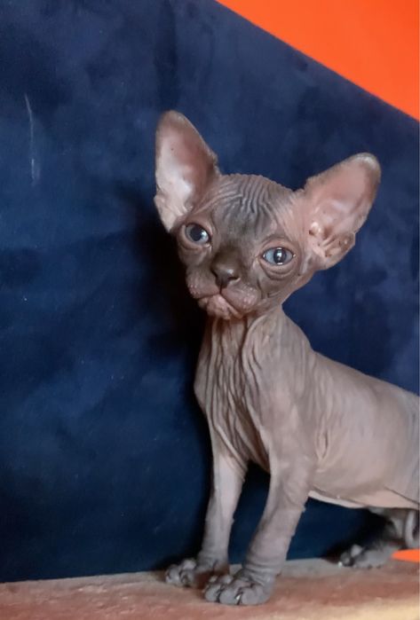Sphynx Sfinks ℹ️ Najpiekniejszy najladniejszy Wyjadkowy • czarny solid • do rezerwacji Pisz! W-wa & Sosnowiec …inne