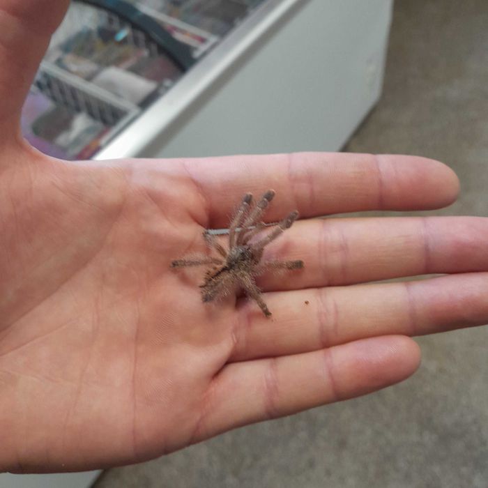 Avicularia avicularia L3