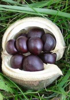 Чекалкин орех - семена