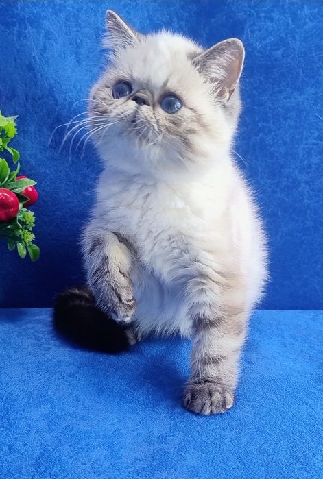 Hani. Дівчинка екзот