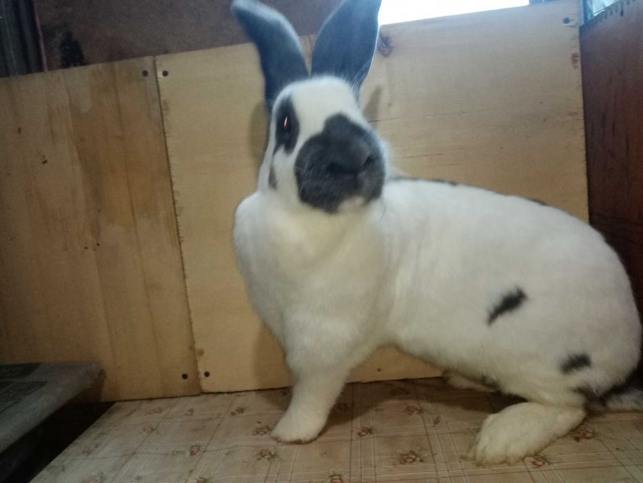 MŁODE OLBRZYMY SROKACZE Niebieski Sprzedam!!! Rodzice z rodowodem!!!