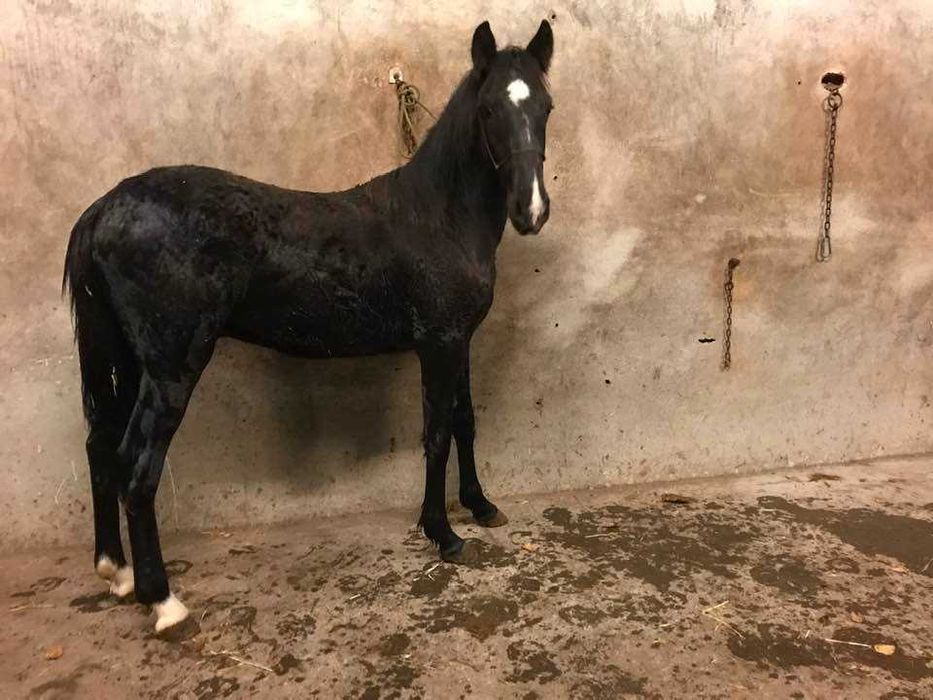 Pônei C Preto Macho