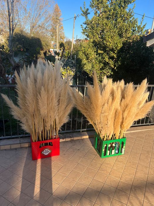 Пампасна   трава