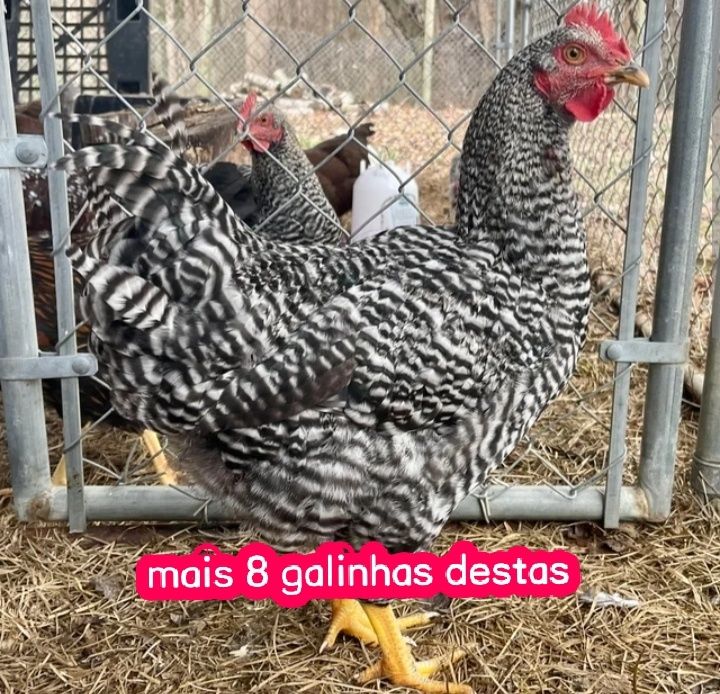 Galinhas boas tudo junto