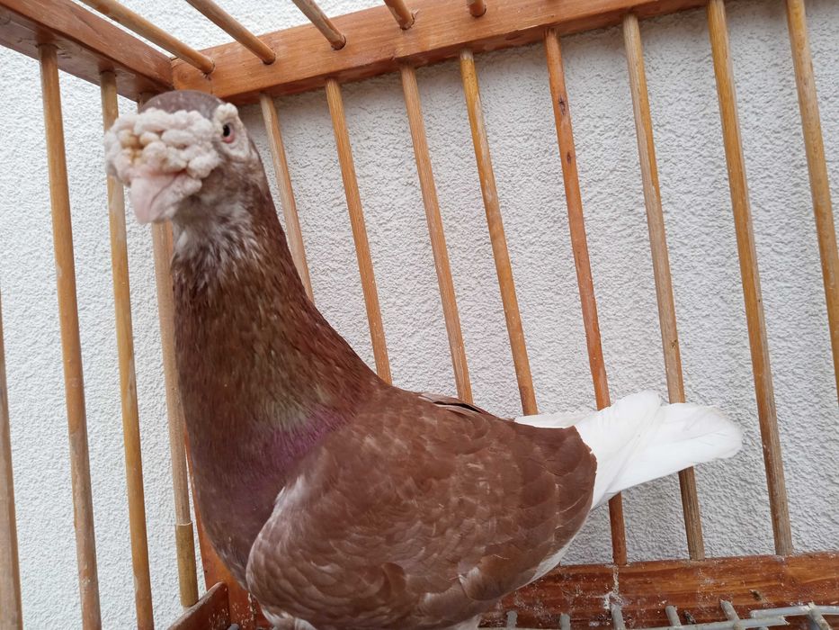 Gołębie staropolskie, gołąb staropolski