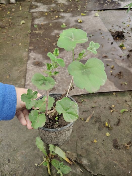 Пеларгонія герань